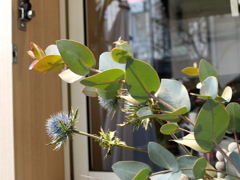 カフェの軒先に。 カフェの軒先に。