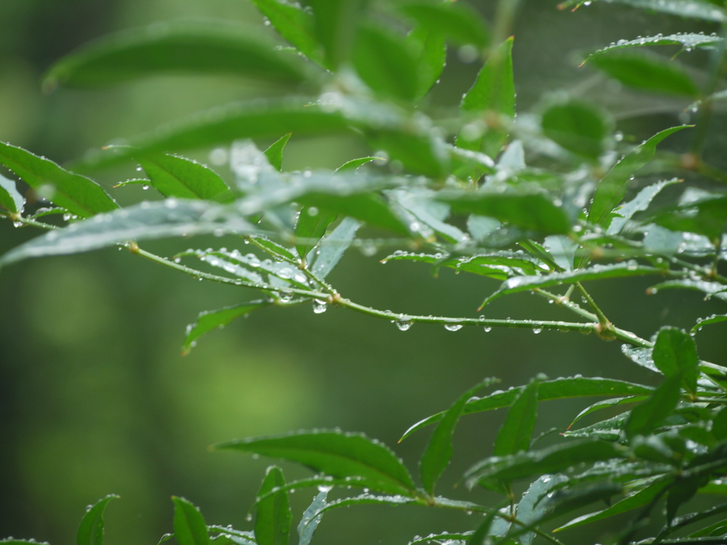 雨の日のカメラ遊び1。