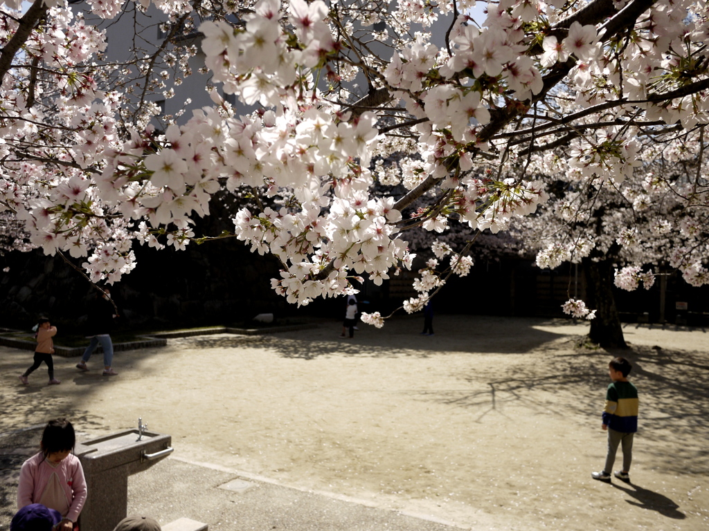 桜の下で。
