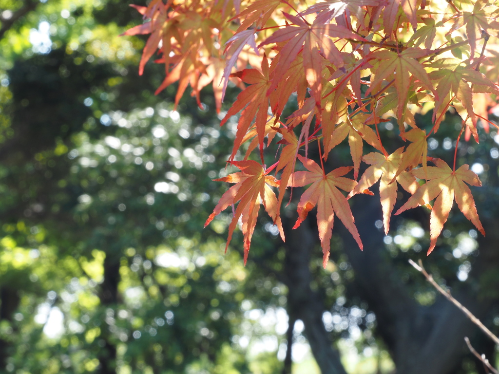夏の紅葉