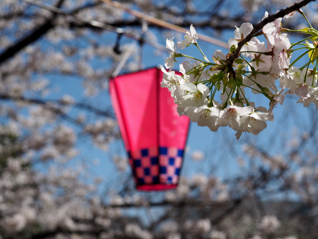 桜祭り