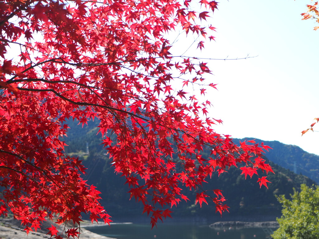 紅葉。
