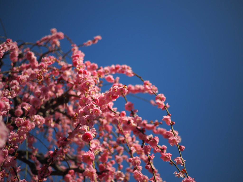 しだれ梅③青空に向けて。