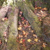 近場で紅葉３。