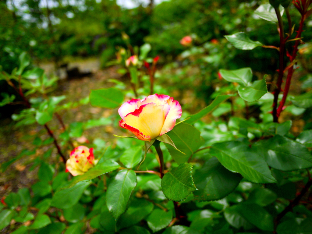 お散歩写真１