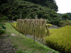 はざかけ