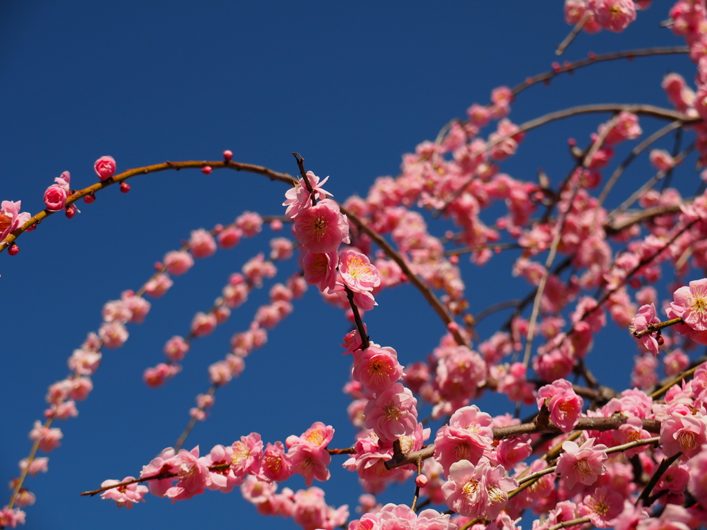 しだれ梅①空は青い。