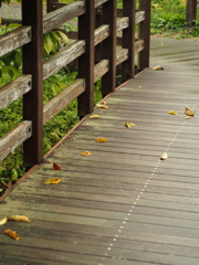 お散歩写真