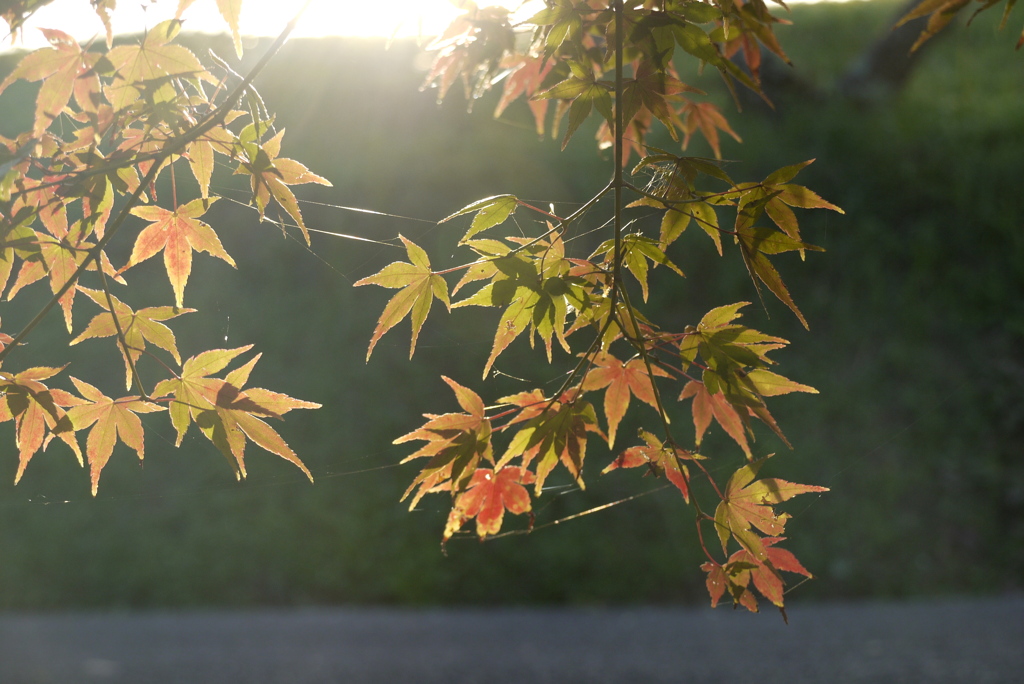 お散歩写真１