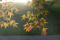 お散歩写真１
