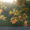 お散歩写真１