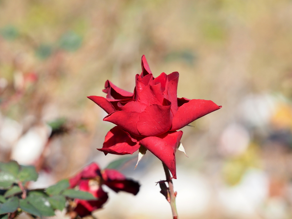 初冬のバラを探しに③