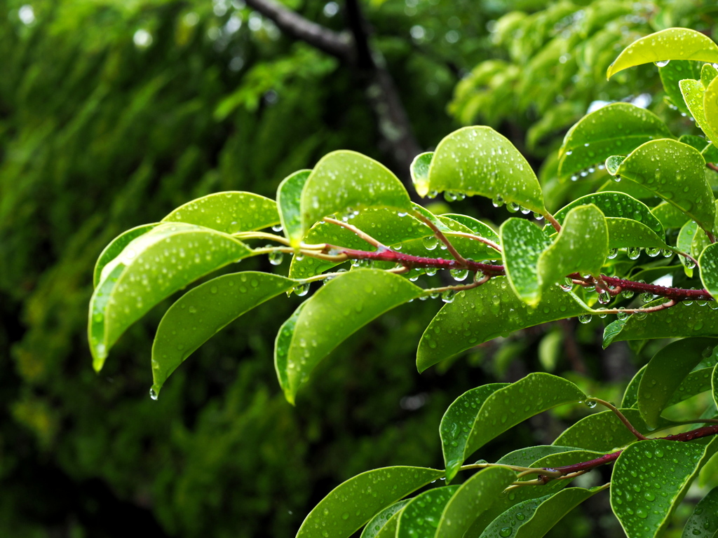 雨上がりの写活
