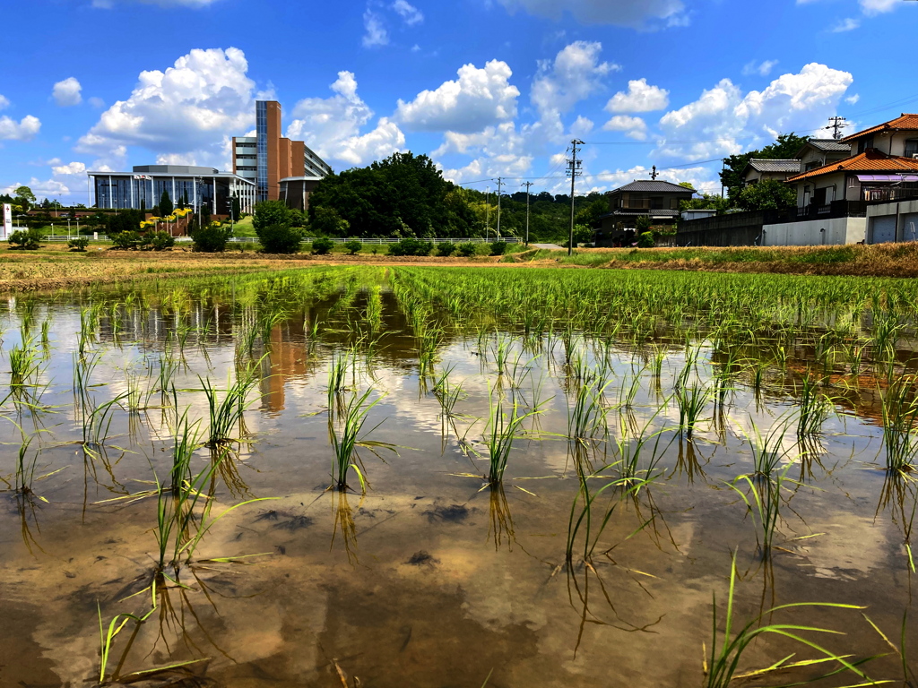 水の張られた田んぼ。