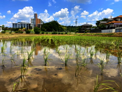 水の張られた田んぼ。
