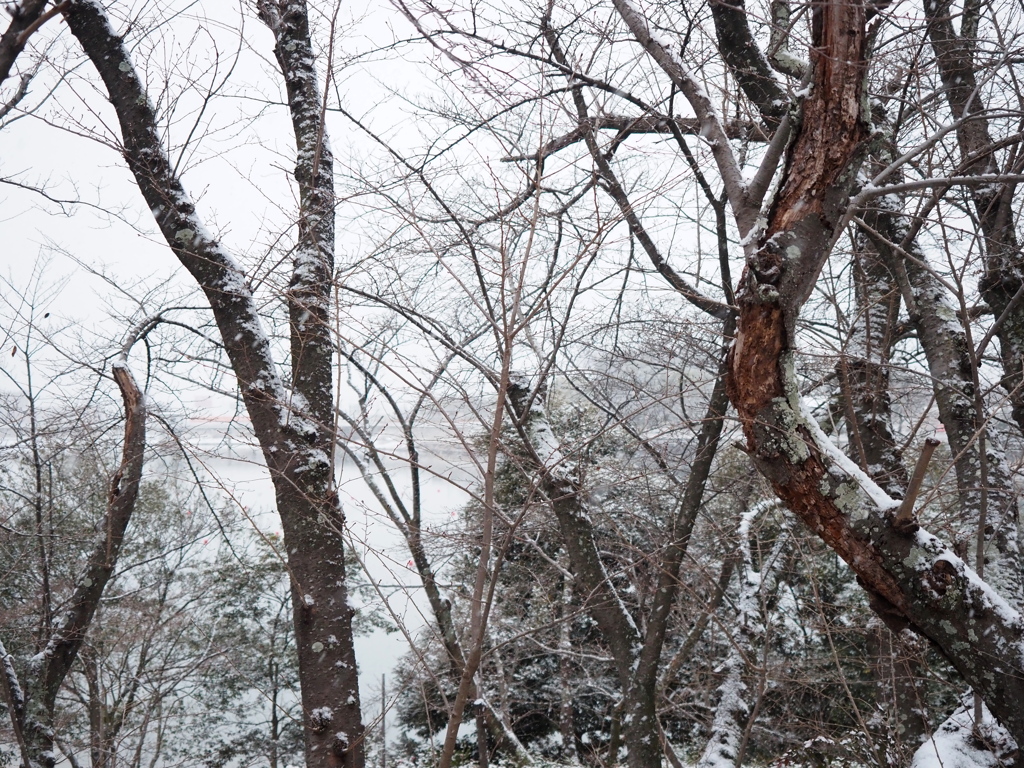 先日の雪の朝。