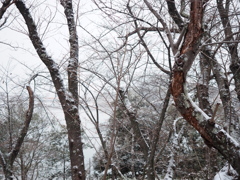 先日の雪の朝。