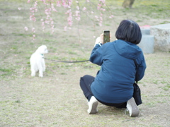 愛犬を撮影