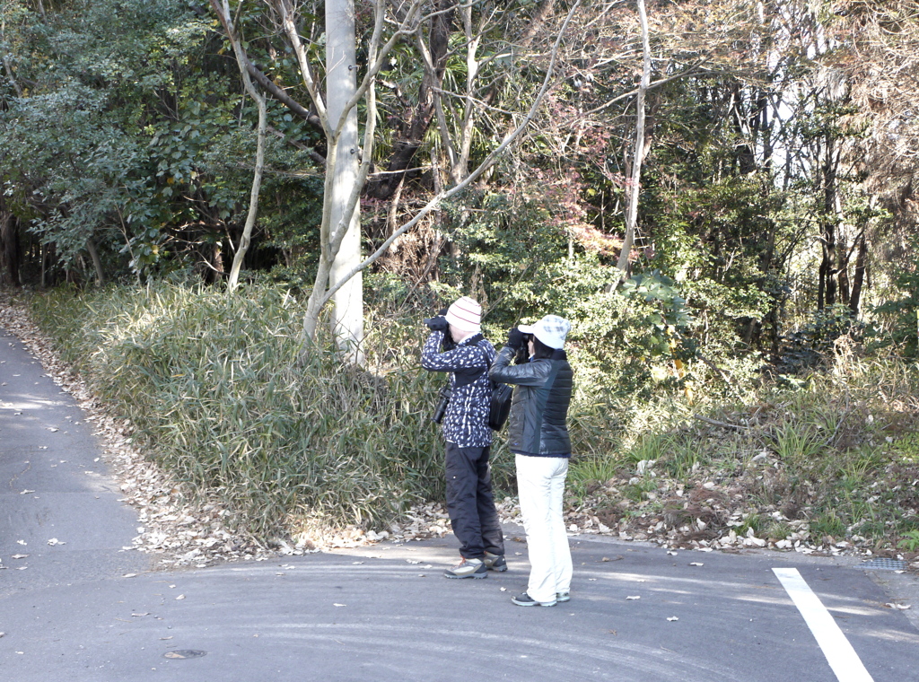 どんな鳥が見られるのですか？