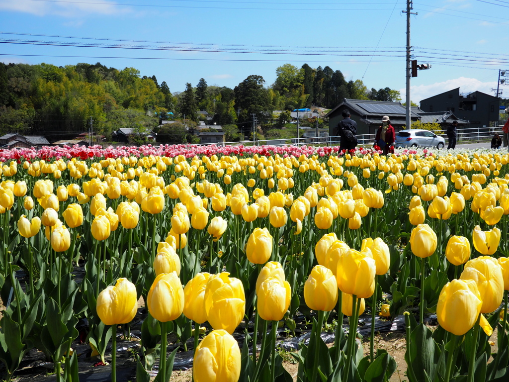 黄色いチューリップ。