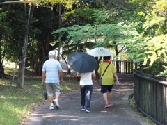 涼しい木蔭で
