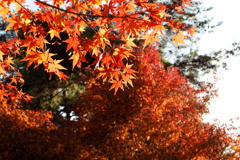 赤の向こうも赤