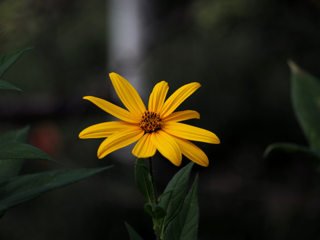 菊芋の花