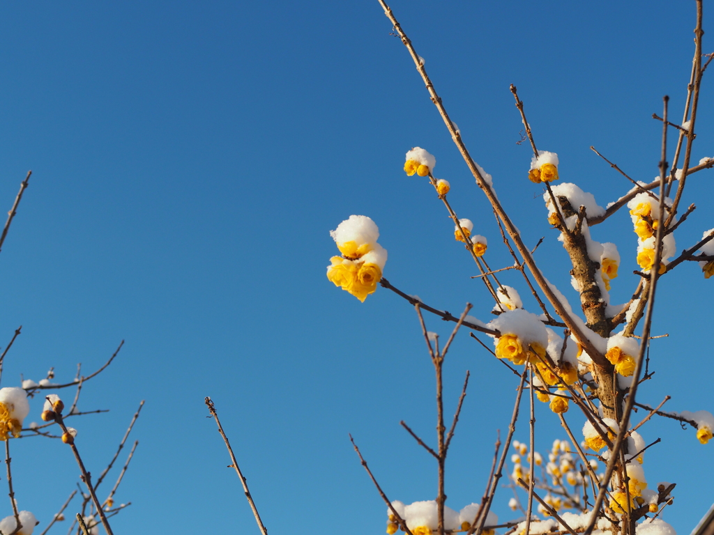 白いお帽子を被った蝋梅。