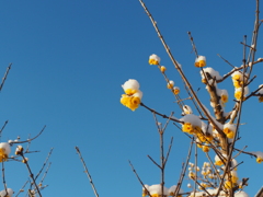 白いお帽子を被った蝋梅。