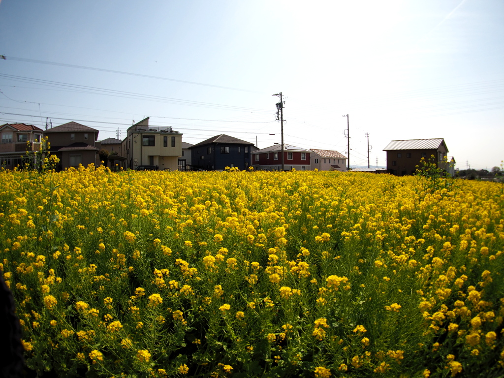 花咲く街