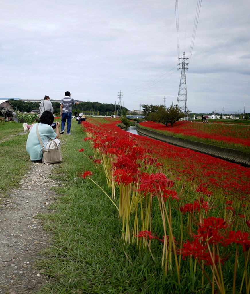 今が盛りとフォトグラファー２