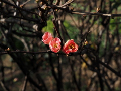 小さな花