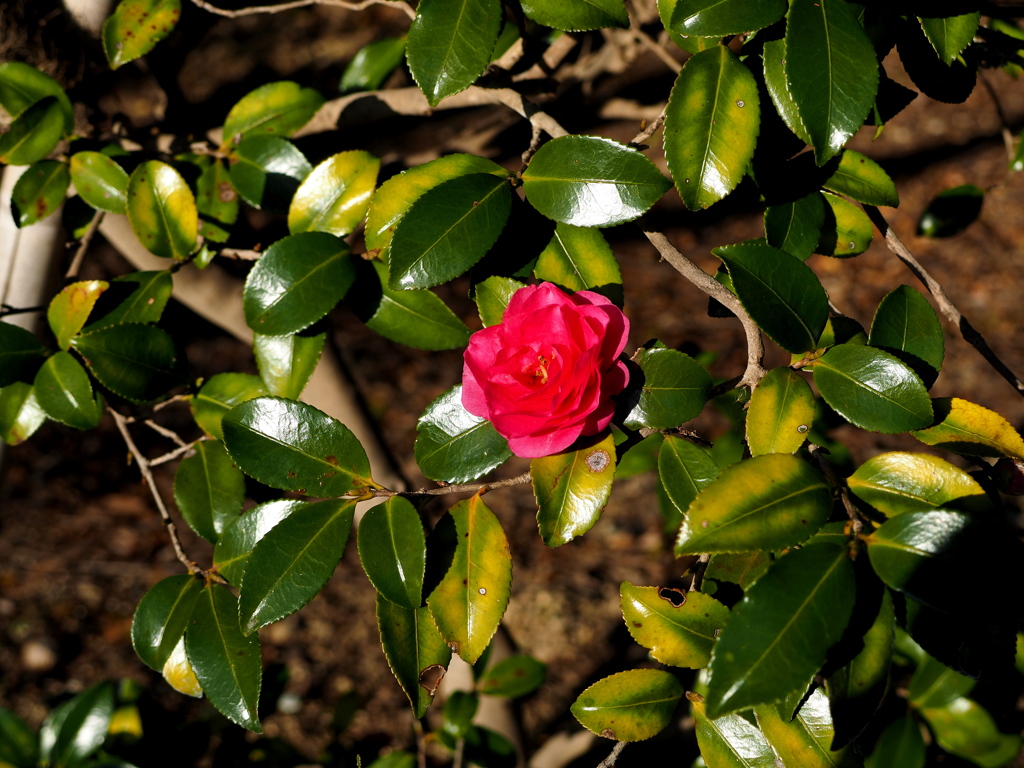 冬の花
