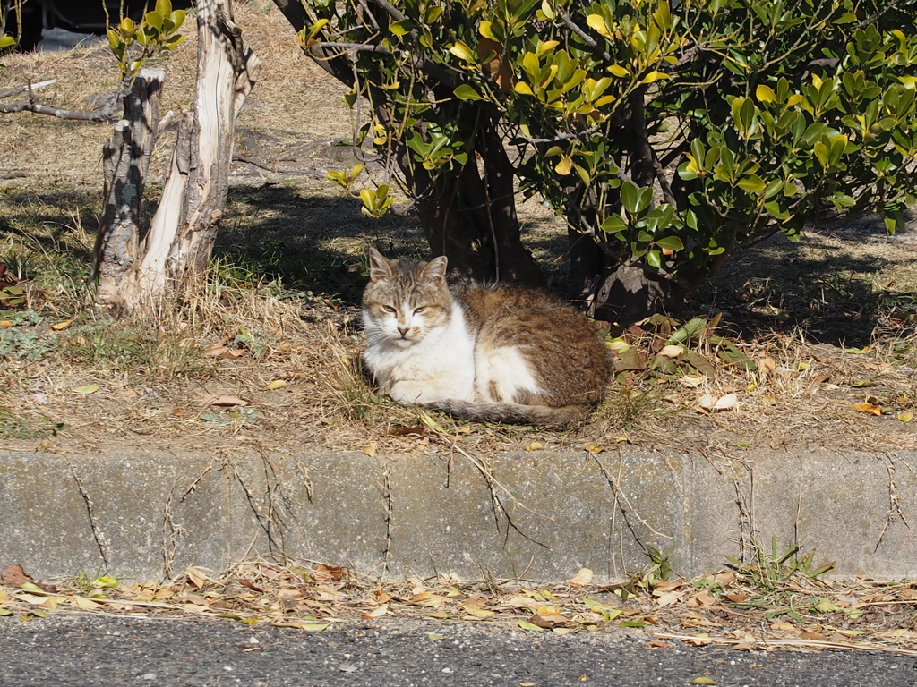 日向ぼっこの猫。