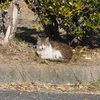 日向ぼっこの猫。