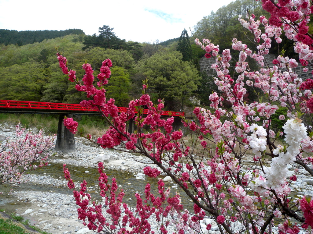 花桃。