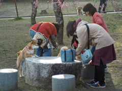 愛犬の撮影会