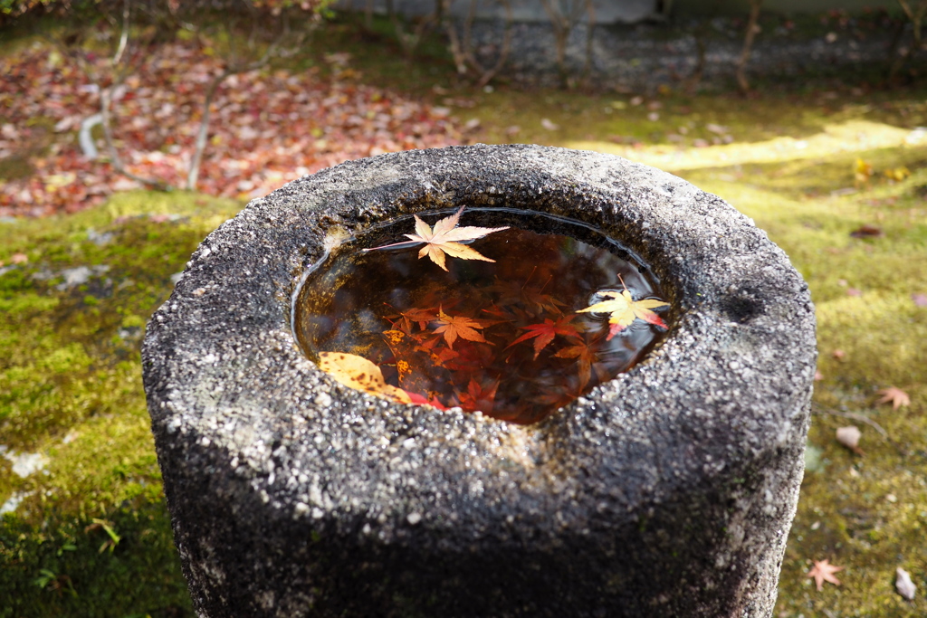 落ち葉を浮かべて