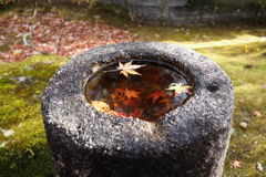 落ち葉を浮かべて