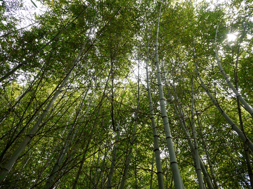 大高緑地公園にて２。