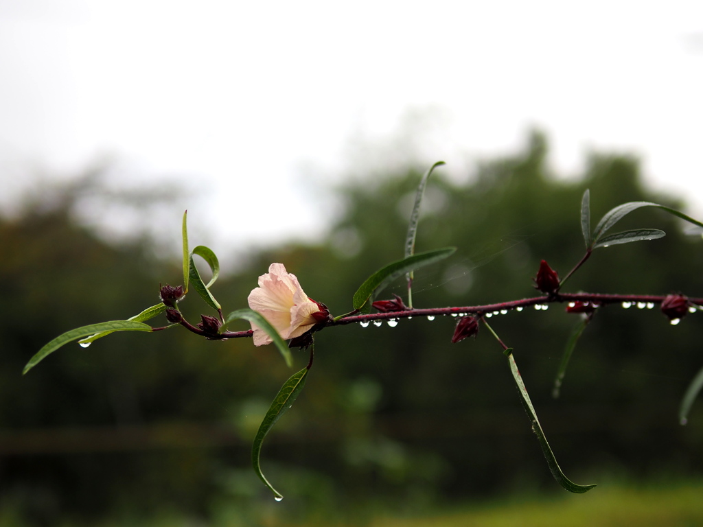 雨の朝。