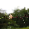 雨の朝。