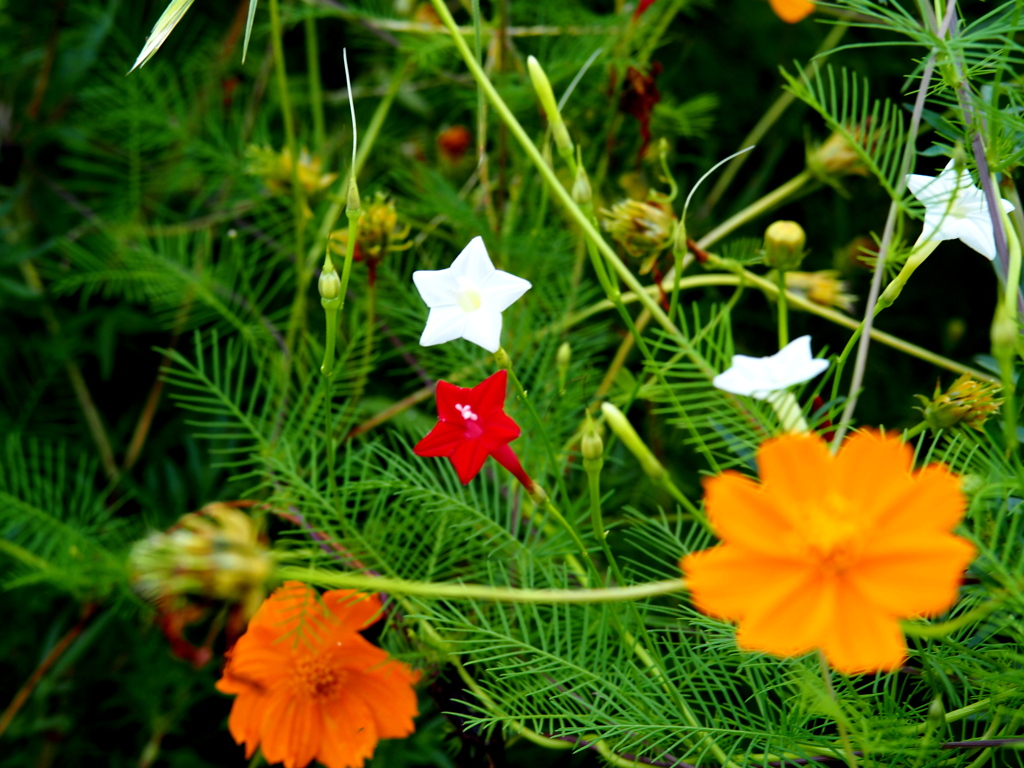 星型の花