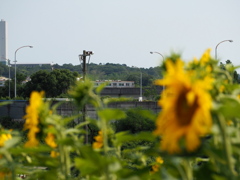 愛知牧場２