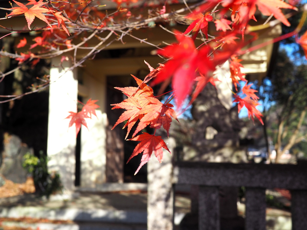紅葉も終盤かな？