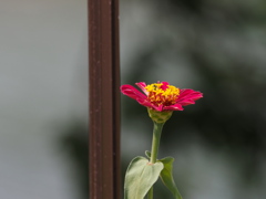 赤い花が