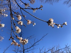 早咲きの桜
