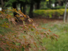 公園にも秋の装い