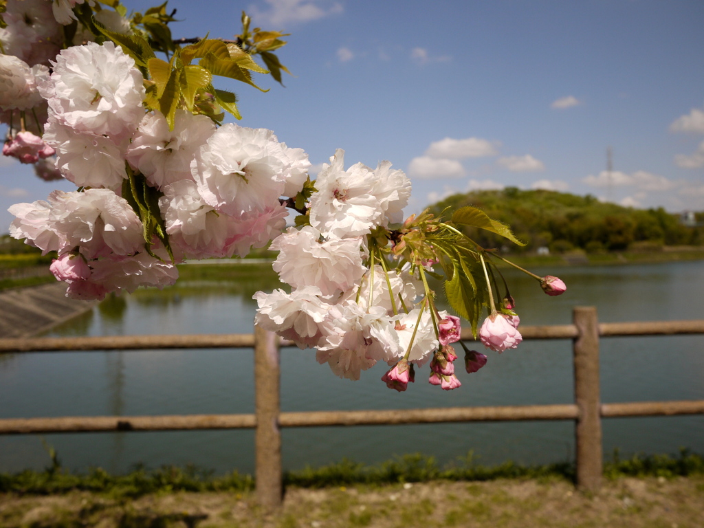 お散歩写真館２