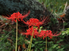 公園散策
